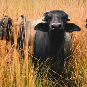 Buffalo