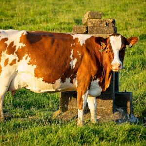 Cow